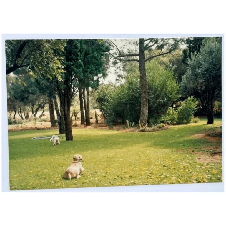 Haldon Estates garden with dogs